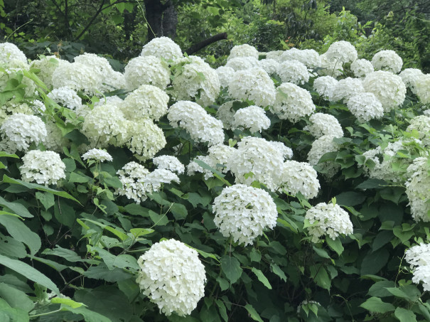 生駒山 ぬかた園地あじさい園 俺の山歩き記録