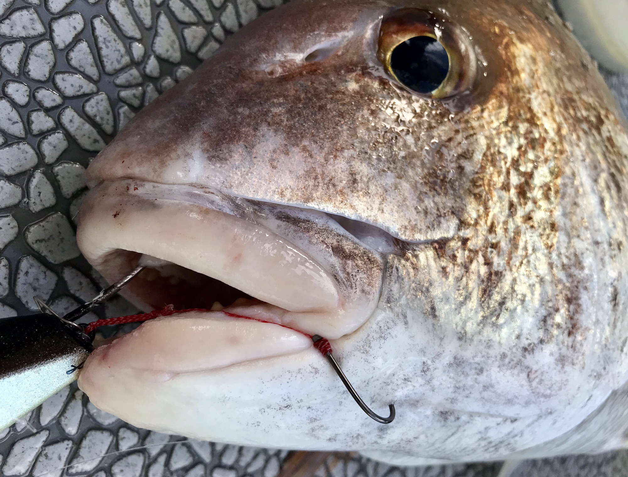 MADAI GAME | OFF SHORE FISHING GUIDE YELLOW-TAIL