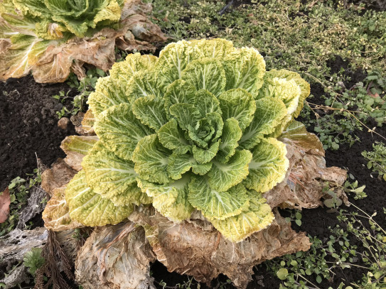 収穫しなかった畑の野菜はそのまま春まで 那須高原こたろうファーム