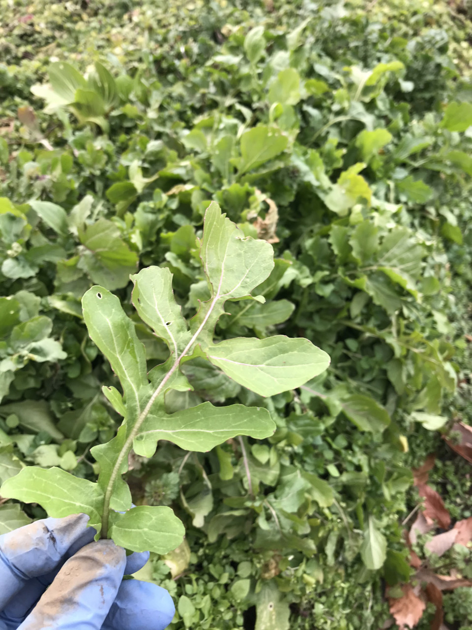 収穫しなかった畑の野菜はそのまま春まで 那須高原こたろうファーム