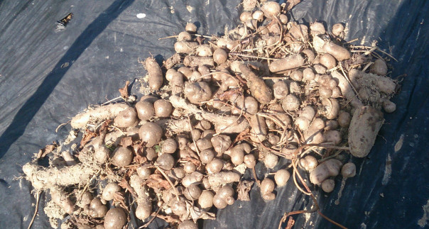 山芋 南大阪の貸し農園 富田林クラインガルテン