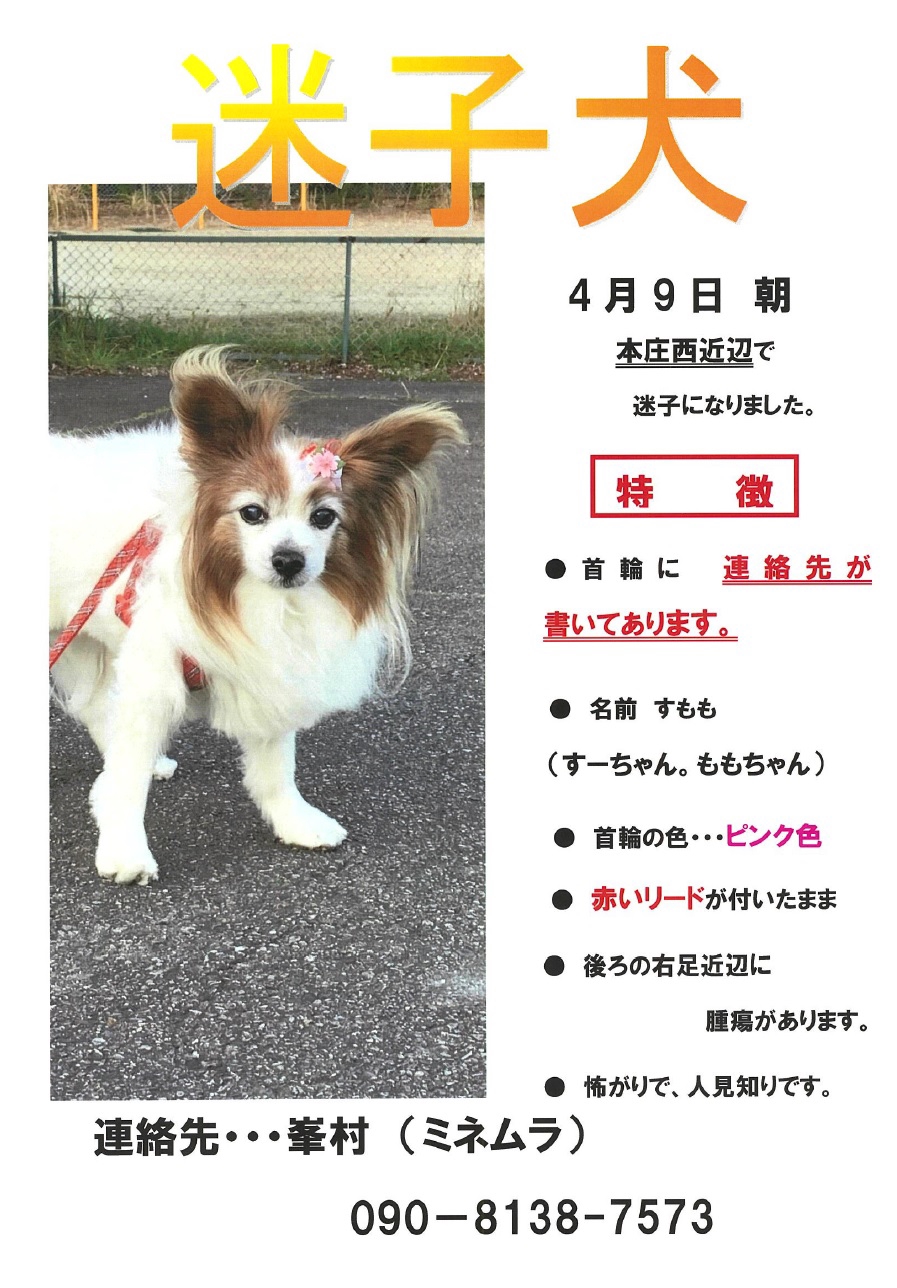 迷子犬のお知らせ 松浦新聞店