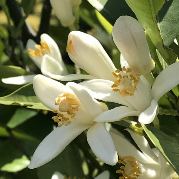 ネロリの花摘み Favorit ふぁぼりっと