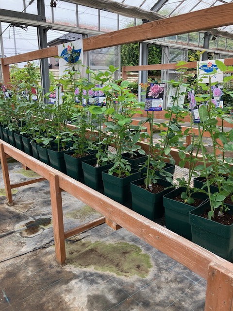 新苗の鉢増しが始まりました | バラの家 実店舗