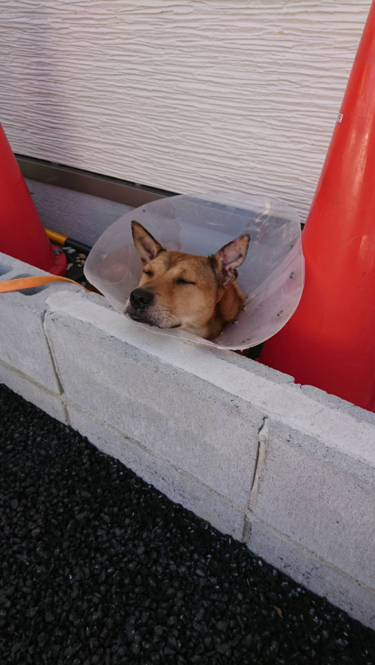 毎日スペシャル 老犬ホーム ペットホテル わんデイサービス ラブ