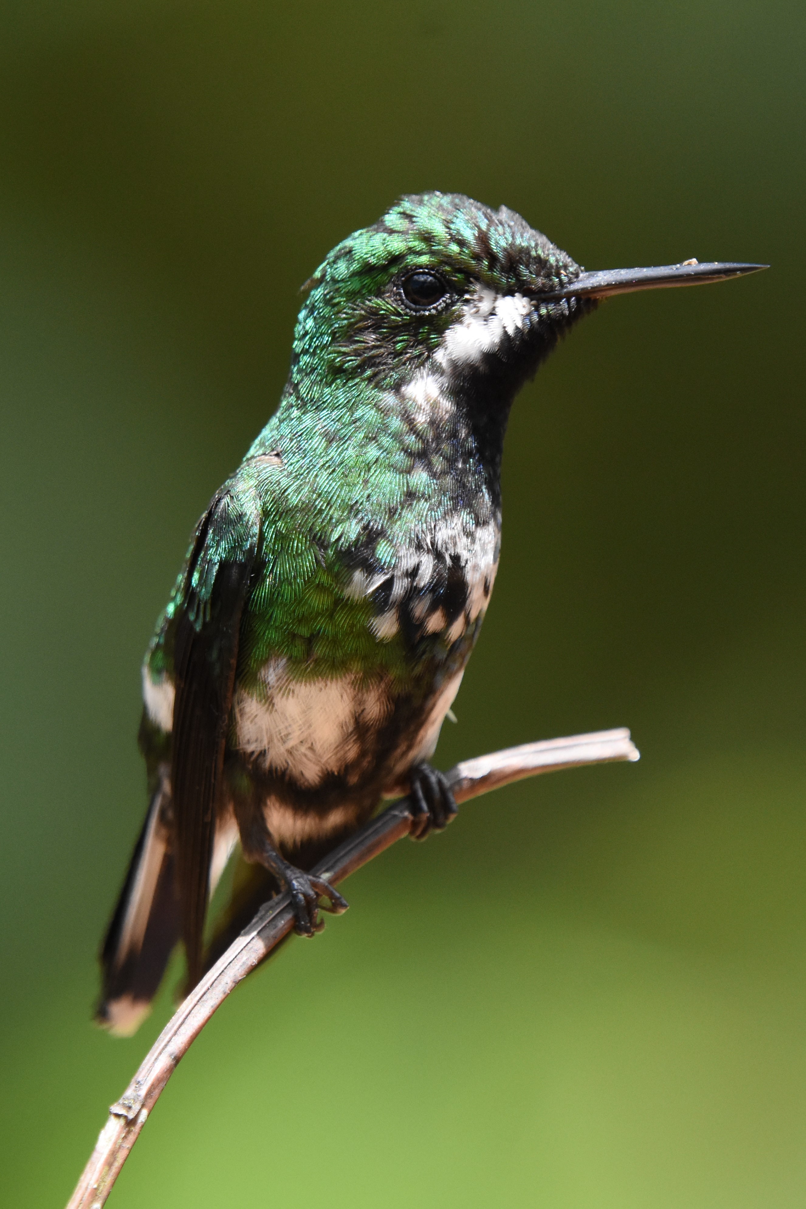 Hummingbirds in Costa Rica | T.Tほーむぺーじ