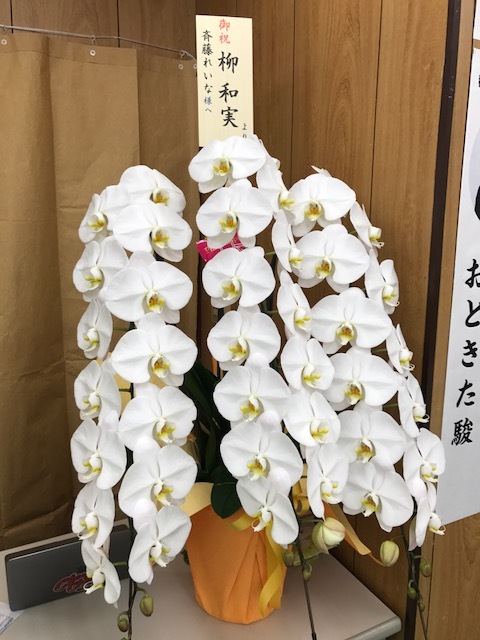 すべての美しい花の画像 トップ100 事務 所 開き お祝い