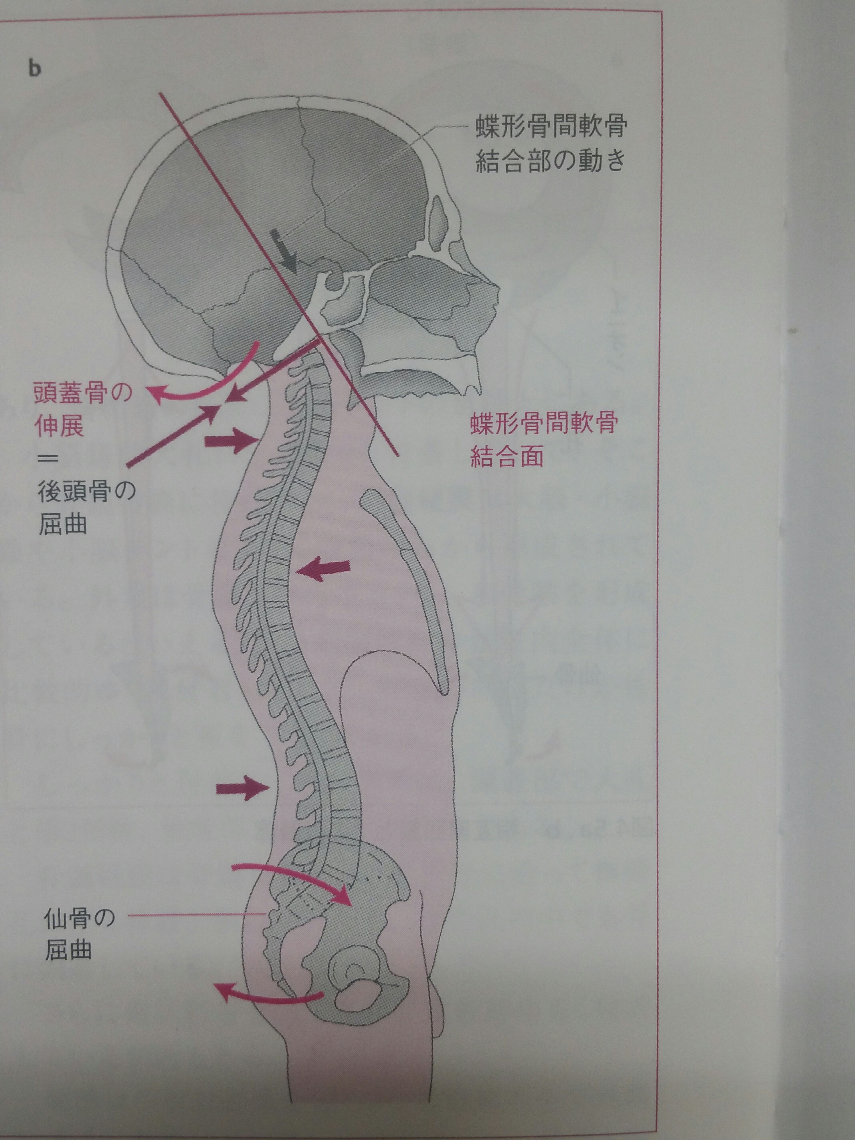 限定販売】 リハビリ 頭蓋仙骨テクニック IAIR 健康/医学 