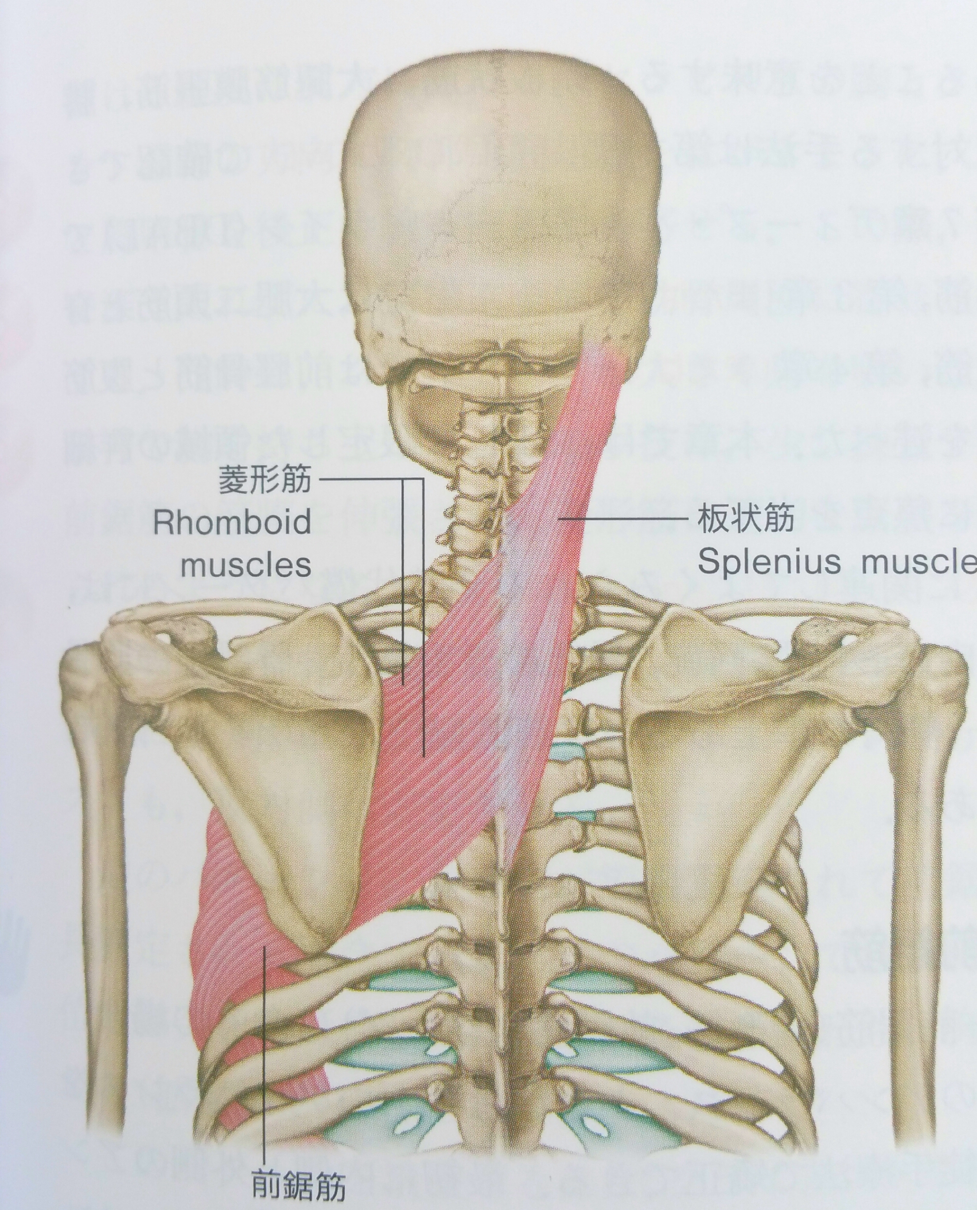 菱形筋と前鋸筋 姿勢改善サロンroots