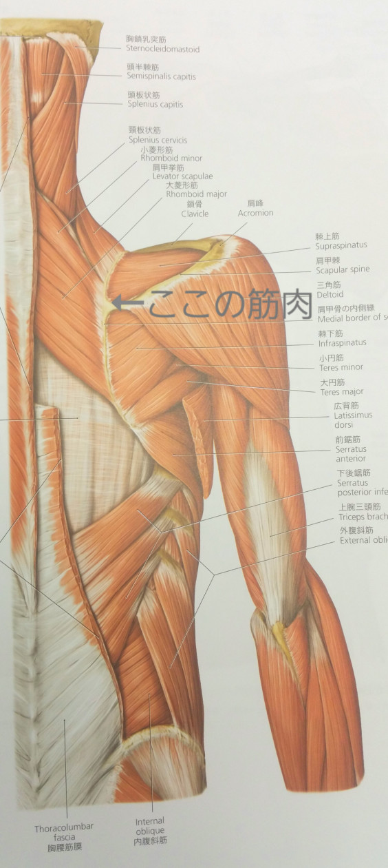 肩こりシリーズ 背中の痛み 姿勢改善サロンroots 肩こりシリーズ 背中の痛み 姿勢改善サロンroots