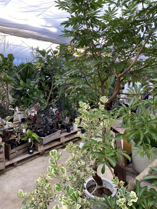 植物を買い付けに Jasmine Hair Spa 綾部市の美容室です