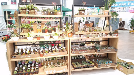18 04 18 カーマホームセンター園芸館 Flower Gallery 18 04 18 カーマホームセンター園芸館 Flower Gallery