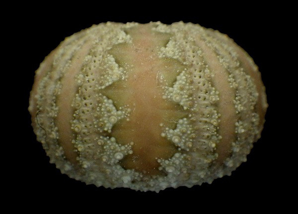 Microcyphus Rousseaui ウニ 殻 エジプト産（Microcyphus rousseaui 
