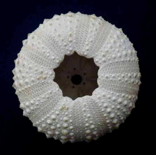 クロウニ | UNI CLUB