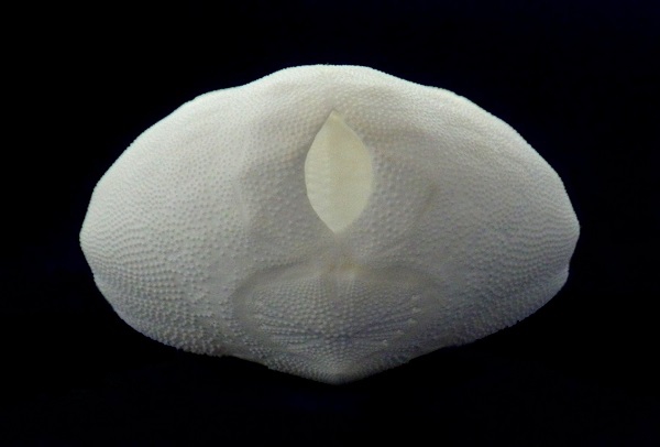 ブンブクの仲間 トックリブンブク | JAMBIO沿岸生物データベース