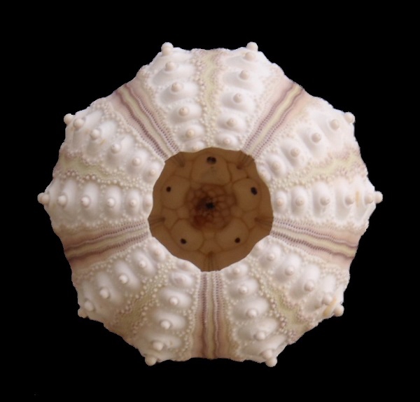 47f637d9b6078f49cfba4372ef53d9