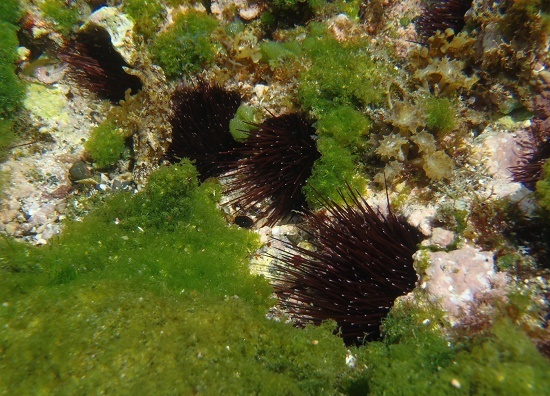 タワシウニ | UNI CLUB