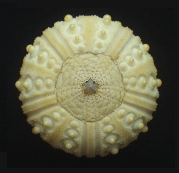 6a0cacc4087ddc1532c7a6343d28f9