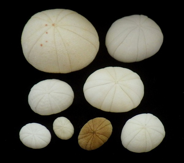 タマゴウニ | UNI CLUB