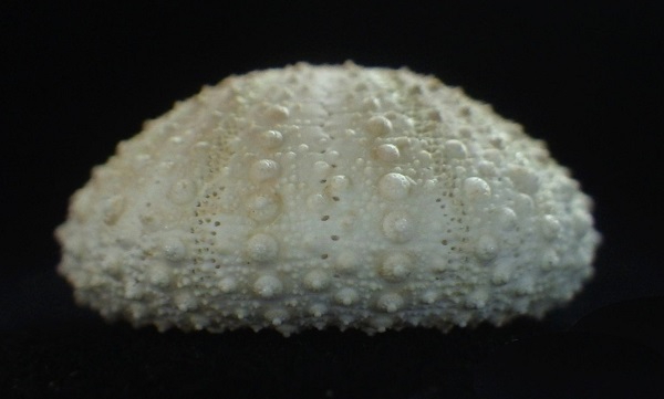 7d7cdb6301ff973bcd5a301afeb3fa