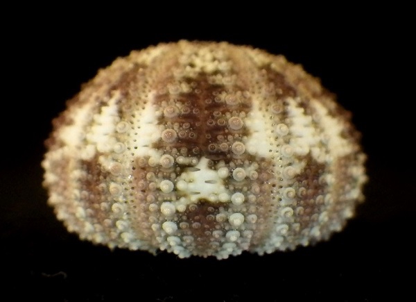 ウニ殻 大きめベンテンウニ 7 （1369)殻付きウニ 特大8個 生うに
