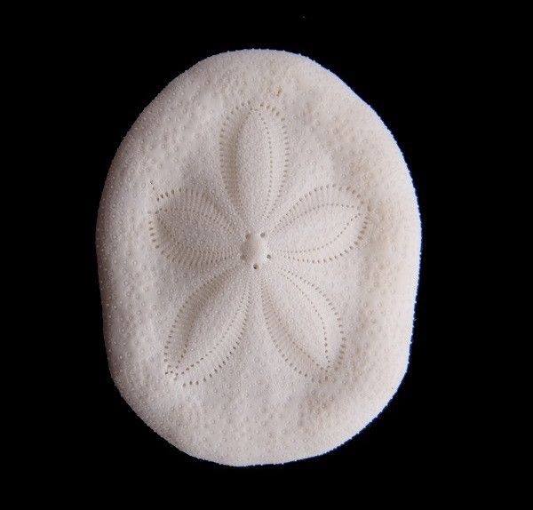 ヒメタコノマクラ Uni Club