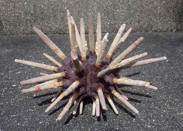 D ウニ 殻 検 標本 スプートニクウニ ミナミバクダンウニ 1個 8.1