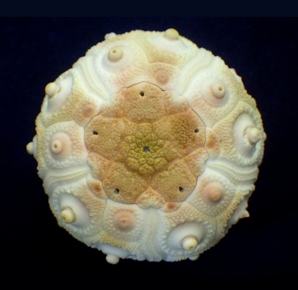 Stereocidaris granularis ウニの殻