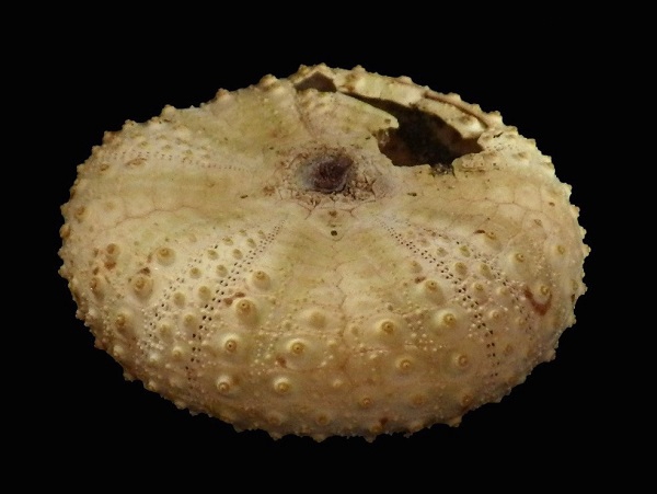 ヒラタガゼ　ウニ　殻 ヒラタガゼ ウニ 殻 美術品・アンティーク・コレクション