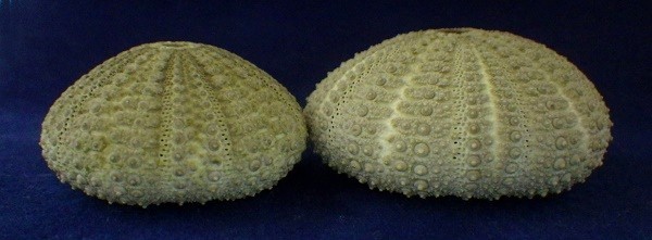 サンショウウニ | UNI CLUB