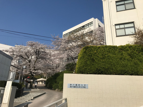 桜 満開 神戸薬科大学医療薬学研究室 桜 満開 神戸薬科大学医療薬学研究室