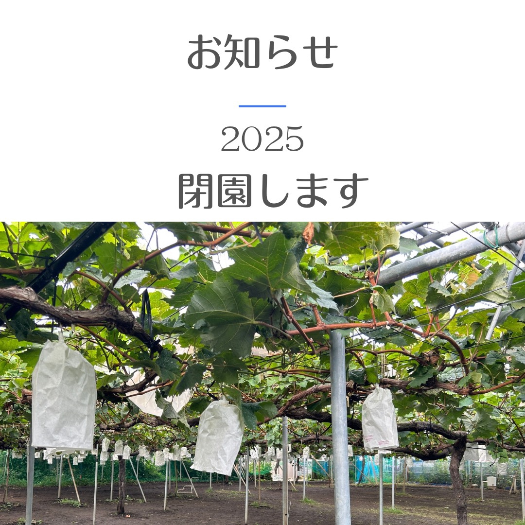 山崎ぶどう園yamazakifarm