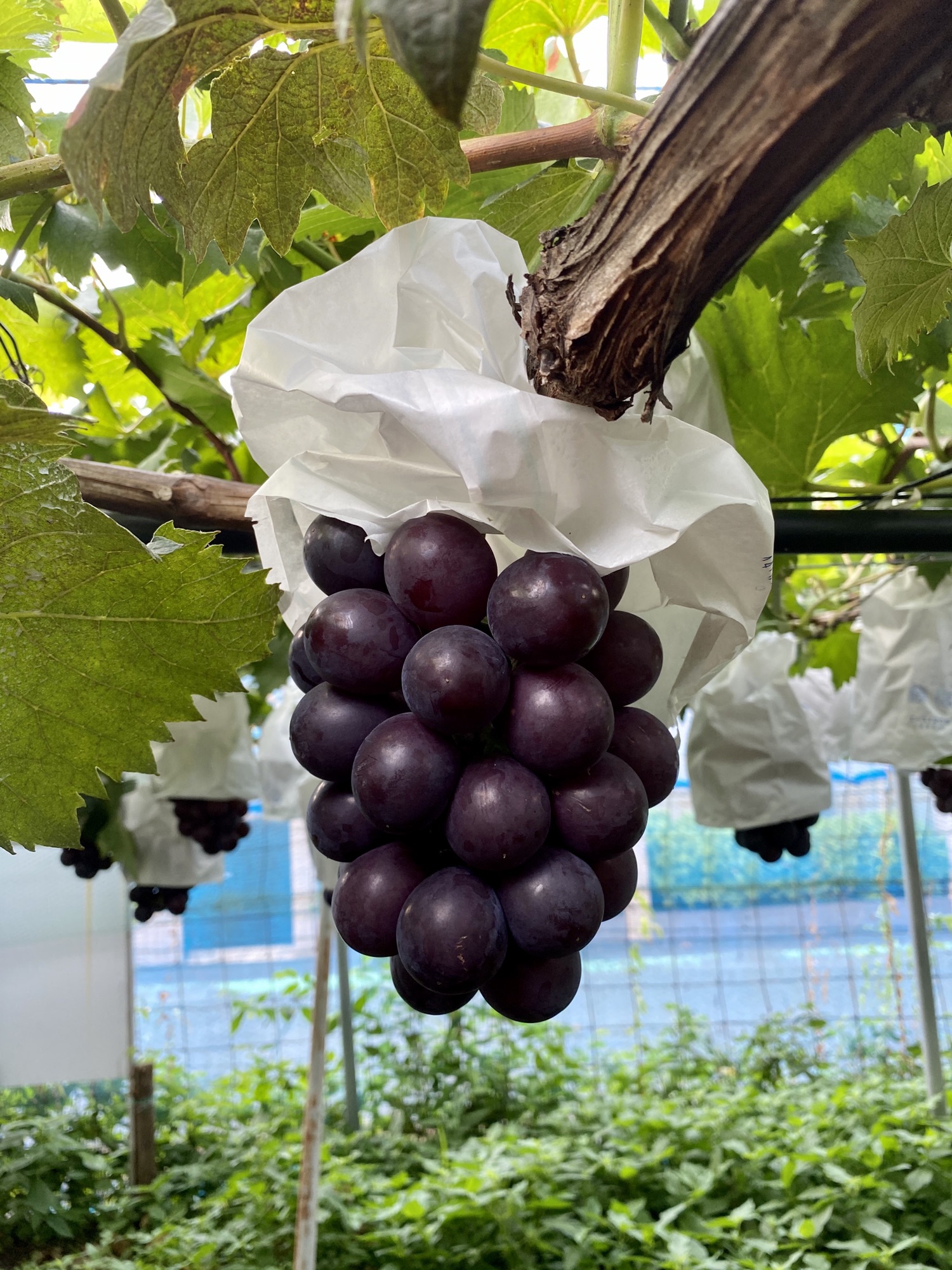 WORKS | 山崎ぶどう園yamazakifarm