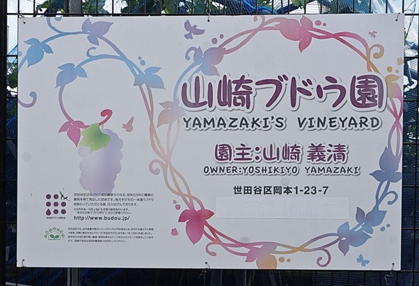 取材記事 | 山崎ぶどう園yamazakifarm