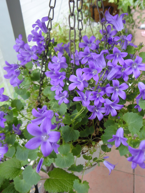 Campanula Plants And Ecology In Balcony At Tokyo