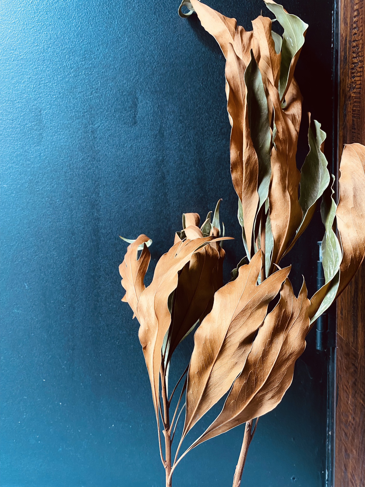 20本　グレヴィリアゴールド　#1 20本 グレヴィリアゴールド #1 - メルカリ