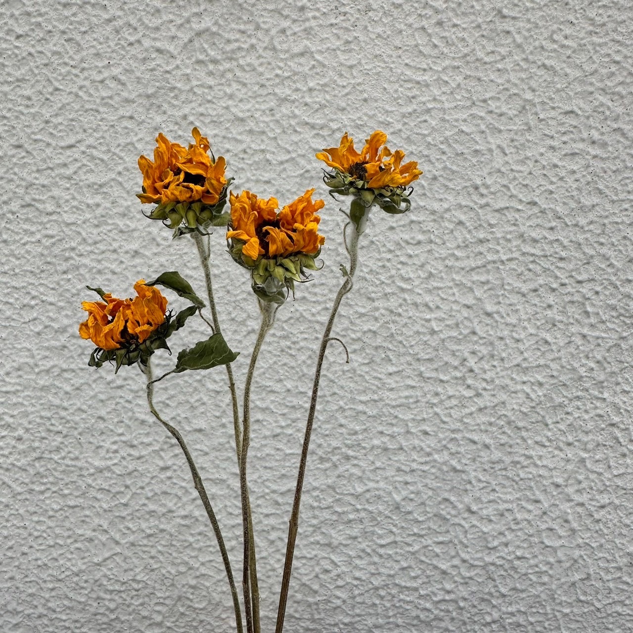 ❇️ひまわり ドライフラワー❣️ ちょうどいい×枯れないひまわりドライフラワーガラスカバー - ショップ