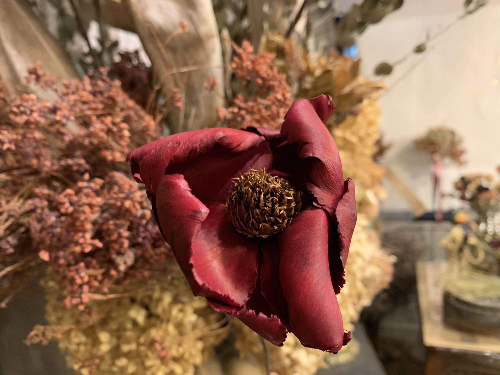 red palm flower | ドライフラワー専門店 LYRICAL