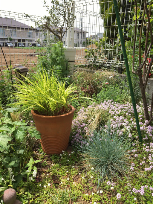 フェスツカ グラウカ 練馬区農の学校もメモ F 練馬区田柄地域より 憩い 癒し