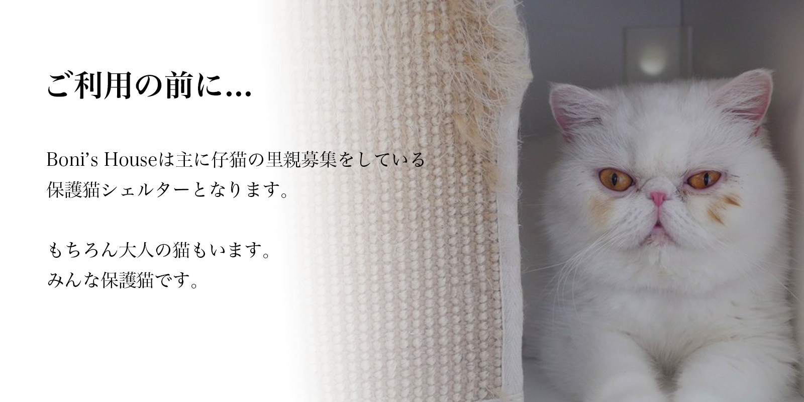boshu☆断捨離中ページ boshu断捨離中様確認ページ（猫の森_断捨離中の為値下げ中様