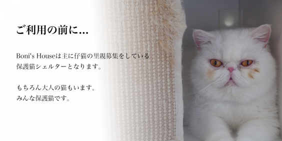 猫の森_断捨離中の為値下げ中様＊オーダーページ バード