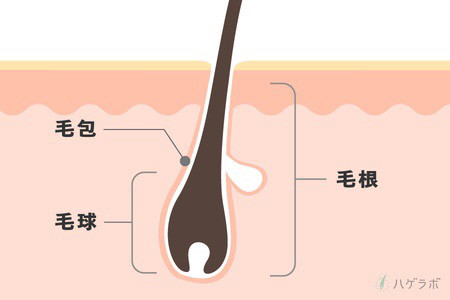 白髪は抜いていいの いけないの その答えは 大阪 京橋でボブスタイルと白髪染めが得意な美容院stella ステラ 総店長 近藤洋の美容ブログ