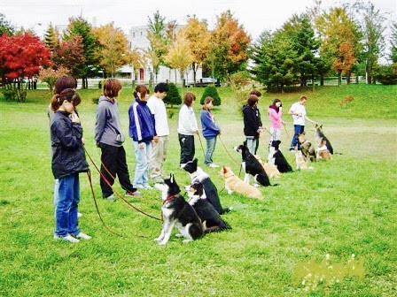 Training Wise Dog 札幌 犬のしつけ 出張トレーニング しつけ教室 アジリティー ドッグトレーニング