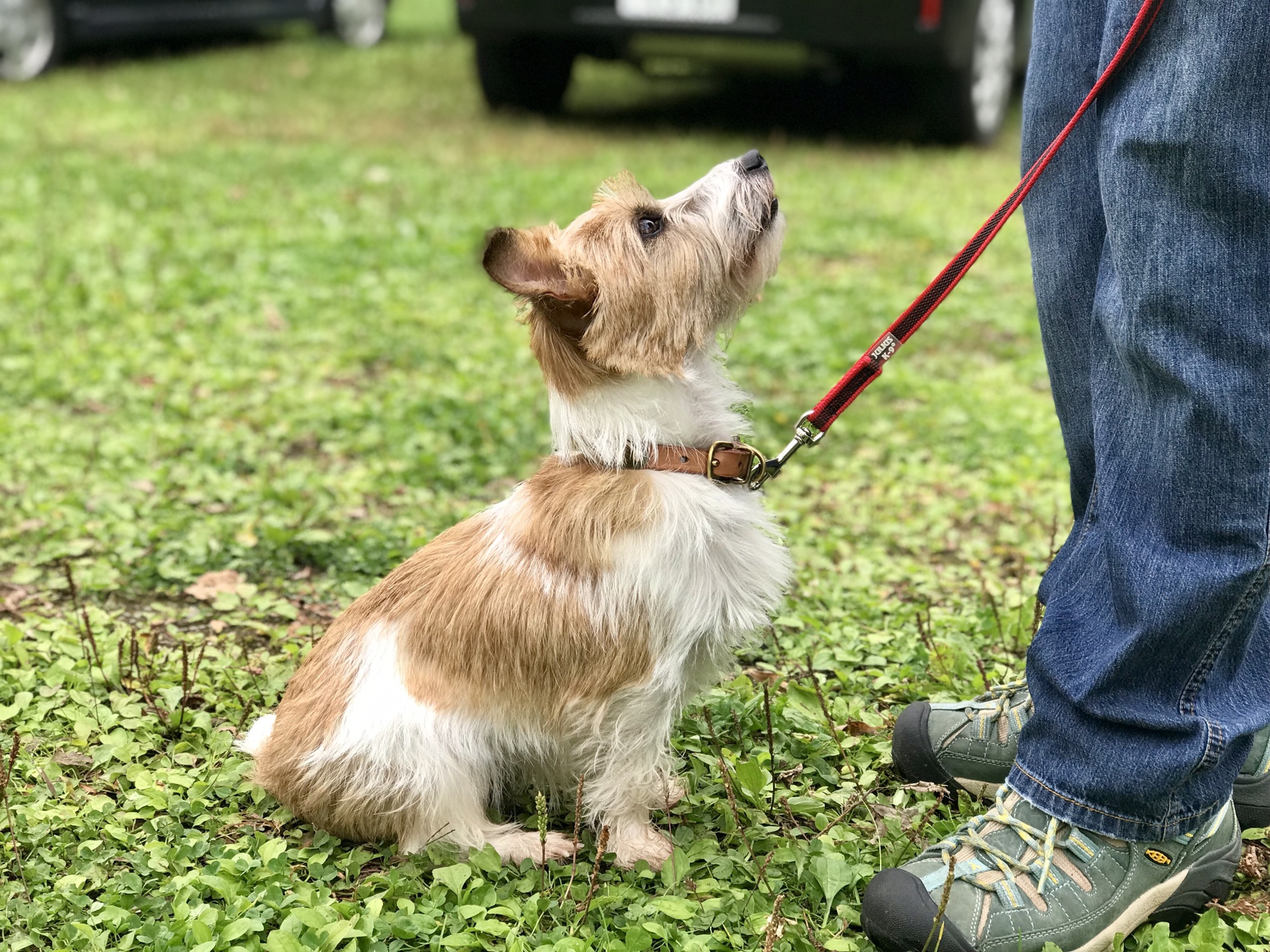 しつけ教室 Wise Dog 札幌 犬のしつけ 出張トレーニング しつけ教室 アジリティー ドッグトレーニング