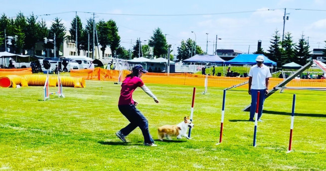 Wise Dog 札幌 犬のしつけ 出張トレーニング しつけ教室 アジリティー ドッグトレーニング