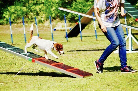 Training Wise Dog 札幌 犬のしつけ 出張トレーニング しつけ教室 アジリティー ドッグトレーニング