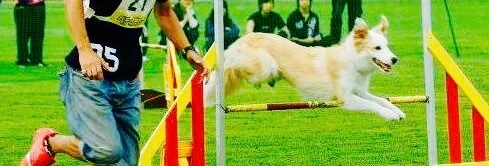 AGILITY | WISE DOG｜札幌、犬のしつけ、出張トレーニング、しつけ教室、アジリティー、ドッグトレーニング