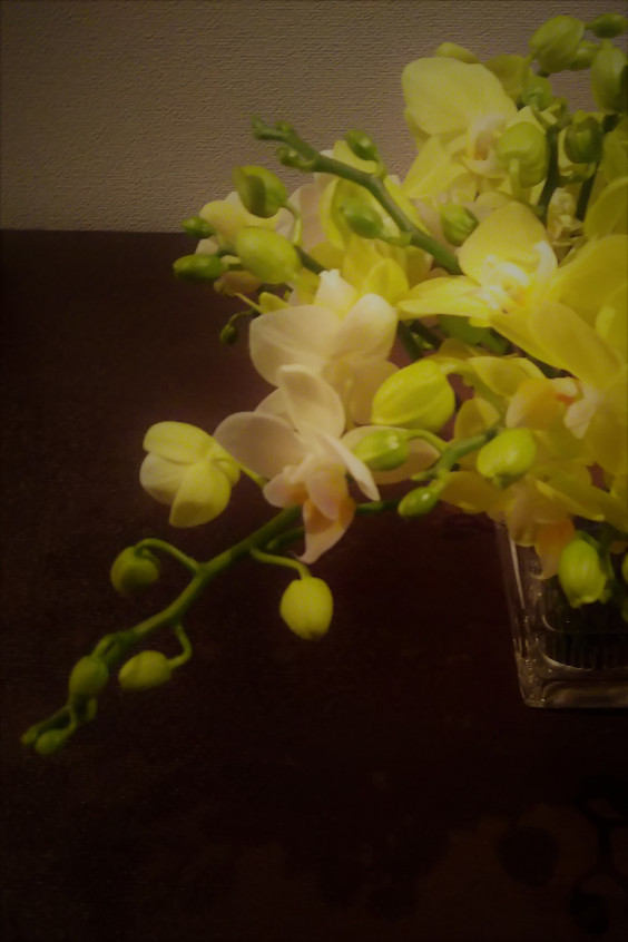 切り花 パーソナル胡蝶蘭 Phalaenopsis Orchid17 S