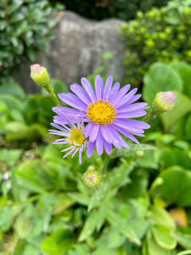 菊と刀 とは その論点や批判をわかりやすく解説 コズミックホリステック医療 現代霊気 菊と刀 とは その論点や批判をわかりやすく解説 コズミックホリステック医療 現代霊気