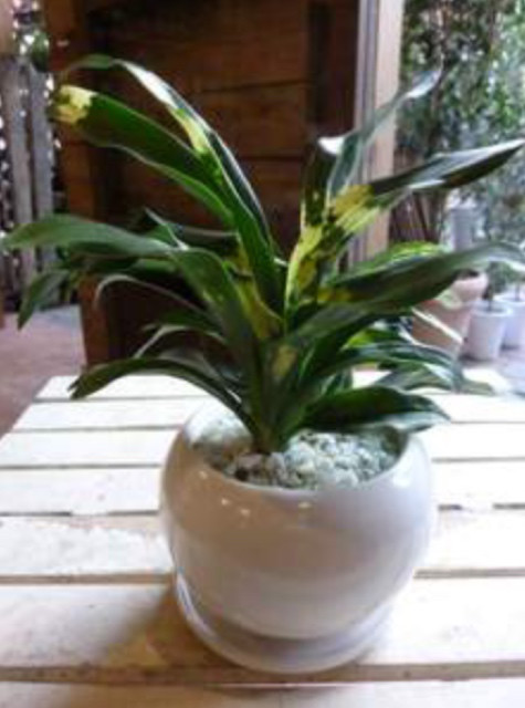 万年青 おもと を用意 Pandanosumika